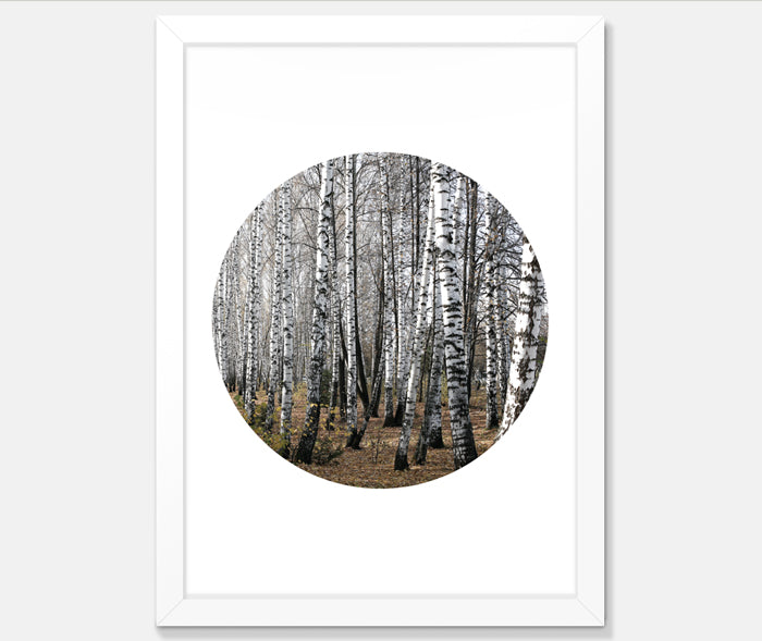 Birch Trees Art Print Your Decal Shop Wall Decal NZ