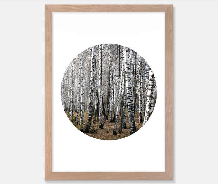Birch Trees Art Print Your Decal Shop Wall Decal NZ