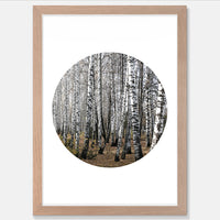 Birch Trees Art Print Your Decal Shop Wall Decal NZ