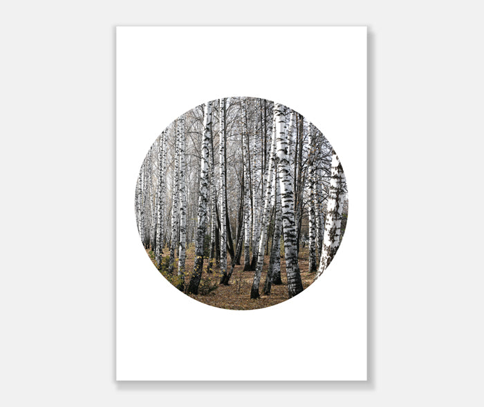 Birch Trees Art Print Your Decal Shop Wall Decal NZ