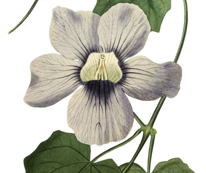 Blue Flowered Thunbergia Wall Decal