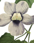 Blue Flowered Thunbergia Wall Decal