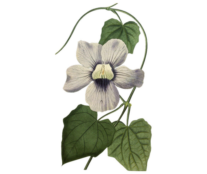 Blue Flowered Thunbergia Wall Decal