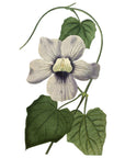 Blue Flowered Thunbergia Wall Decal