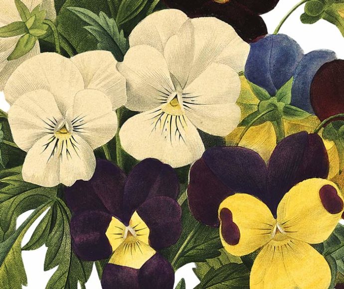 Bouquet of Pansies Wall Decal