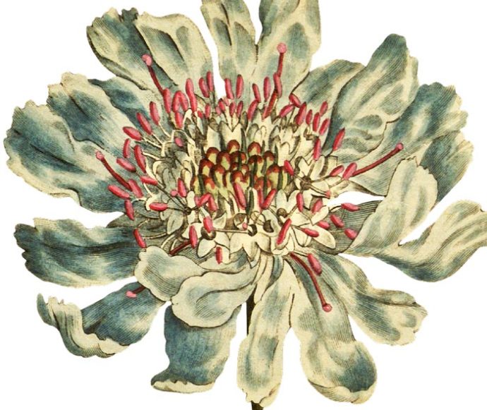 Caucasean Scabious Wall Decal