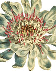 Caucasean Scabious Wall Decal