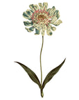 Caucasean Scabious Wall Decal