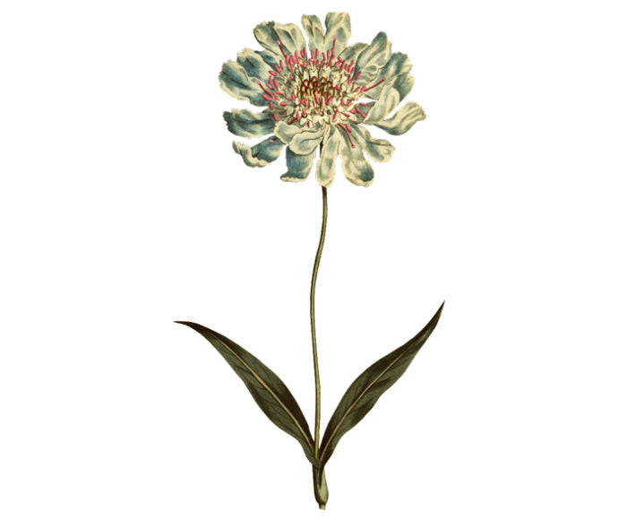 Caucasean Scabious Wall Decal