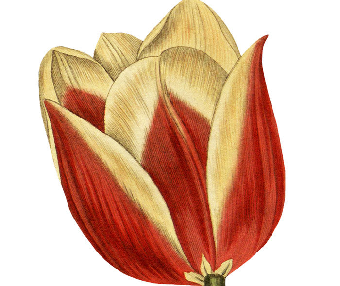 Claramond Tulip Wall Decal