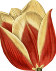Claramond Tulip Wall Decal