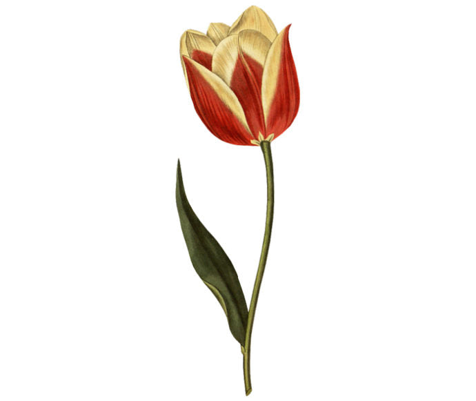 Claramond Tulip Wall Decal