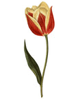 Claramond Tulip Wall Decal