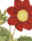 Crimson Flowered Dahlia Wall Decal