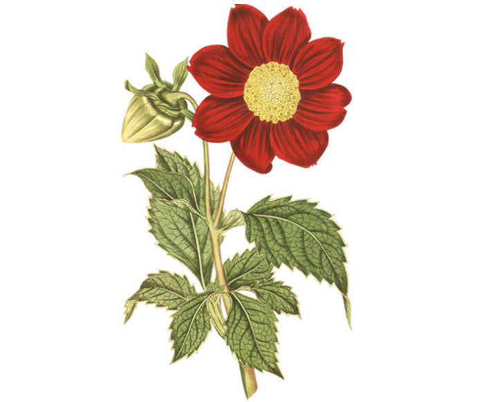 Crimson Flowered Dahlia Wall Decal