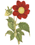Crimson Flowered Dahlia Wall Decal