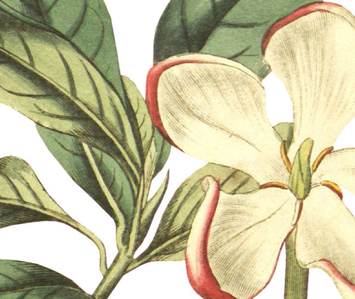 Crimson Tipped Gardenia Wall Decal