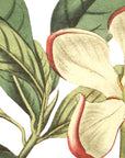 Crimson Tipped Gardenia Wall Decal