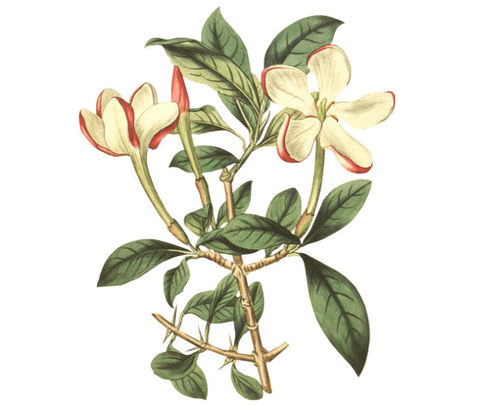 Crimson Tipped Gardenia Wall Decal