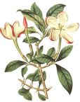 Crimson Tipped Gardenia Wall Decal
