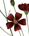 Digitate Leaved Nuttalia Wall Decal