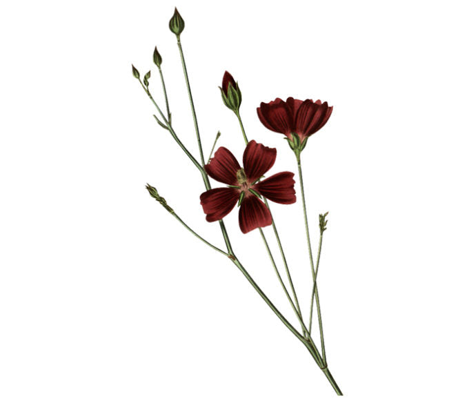 Digitate Leaved Nuttalia Wall Decal