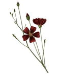 Digitate Leaved Nuttalia Wall Decal