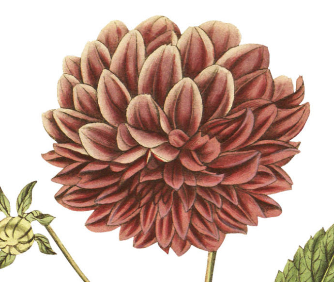 Double Purple Dahlia Wall Decal
