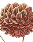 Double Purple Dahlia Wall Decal