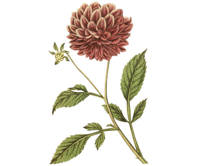 Double Purple Dahlia Wall Decal