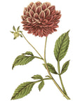 Double Purple Dahlia Wall Decal