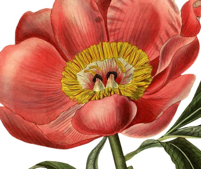 Botanical Peony Wall Decal