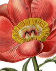 Botanical Peony Wall Decal