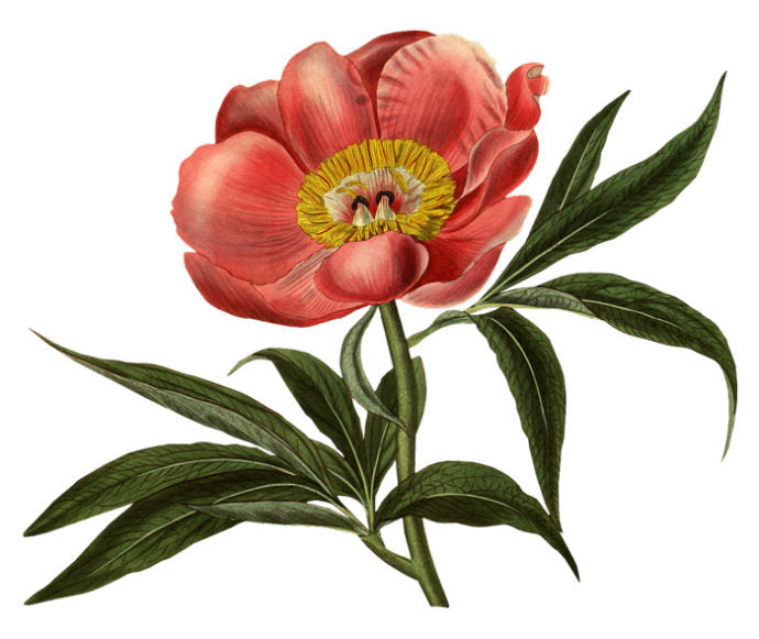 Botanical Peony Wall Decal