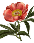 Botanical Peony Wall Decal