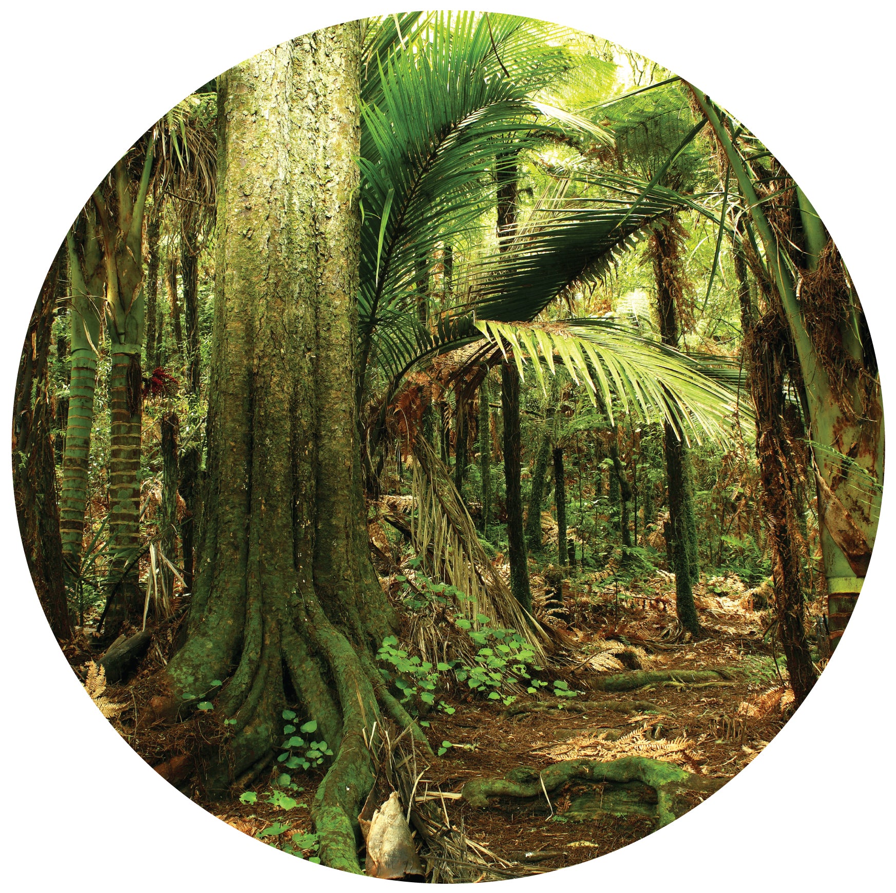 Enter the Forest Mural Dot Your Decal Shop Wall Decal NZ