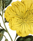 Evening Primrose Wall Decal