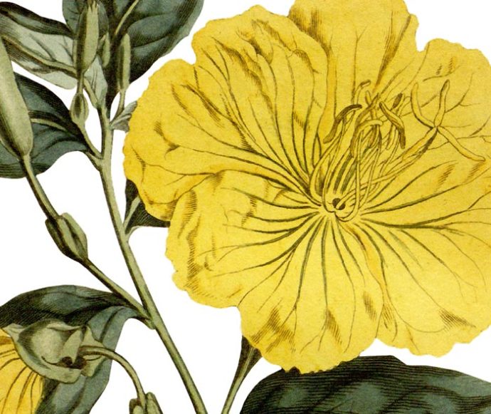 Evening Primrose Wall Decal