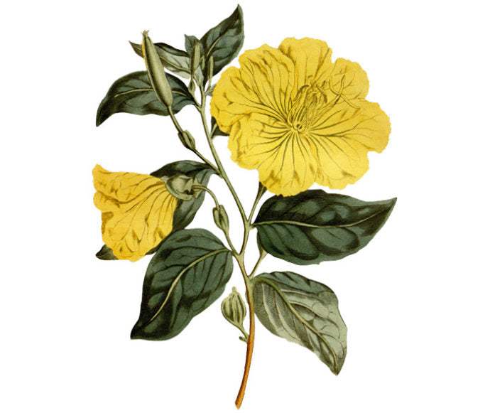 Evening Primrose Wall Decal