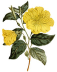 Evening Primrose Wall Decal