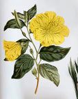 Evening Primrose Wall Decal