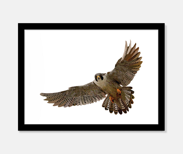 Falcon Art Print Your Decal Shop Wall Decal NZ