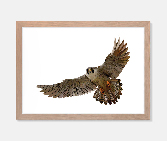 Falcon Art Print Your Decal Shop Wall Decal NZ