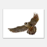 Falcon Art Print Your Decal Shop Wall Decal NZ
