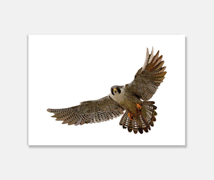 Falcon Art Print Your Decal Shop Wall Decal NZ
