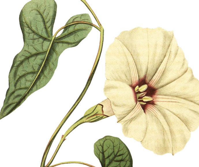 Fiddle Leaved Bindweed Wall Decal