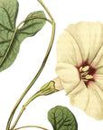 Fiddle Leaved Bindweed Wall Decal