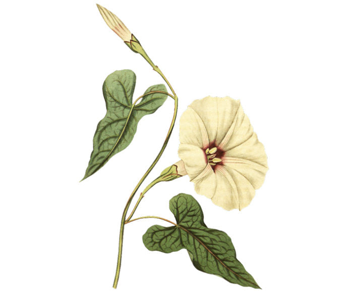 Fiddle Leaved Bindweed Wall Decal