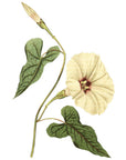 Fiddle Leaved Bindweed Wall Decal