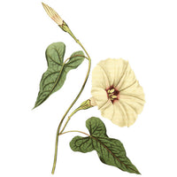 Fiddle Leaved Bindweed Wall Decal